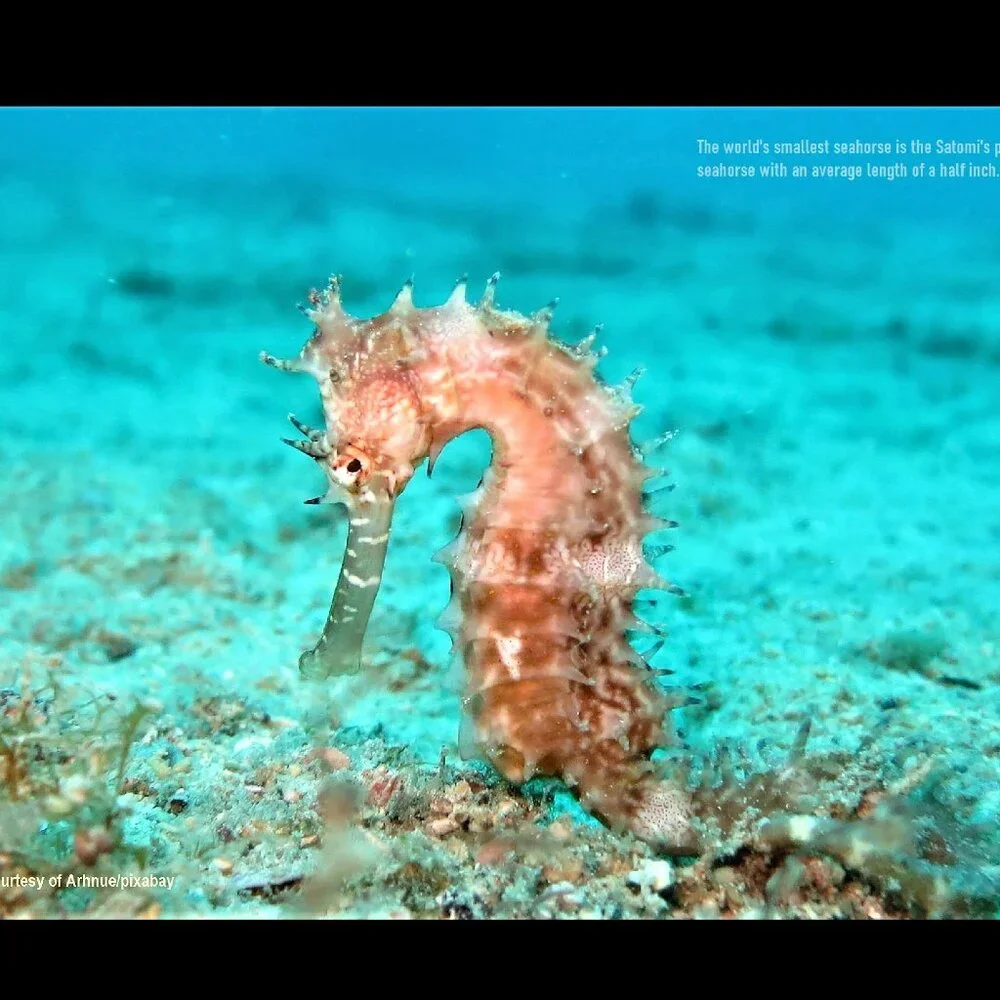 2027 Seahorse Calendar Ocean Marine Life Photography Coastal Decor Wall Calendar